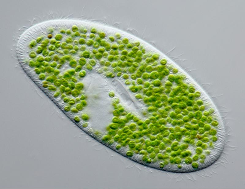 Solazyme specializes in producing sustainable goods from microalgae.