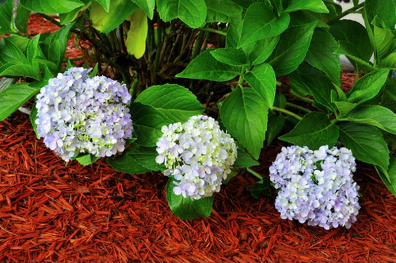 Choosing the right mulch can help you maintain a beautiful garden and a healthy yard.