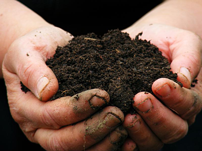 Make sure your soil is loose, moist and well-fertilized before you plant.