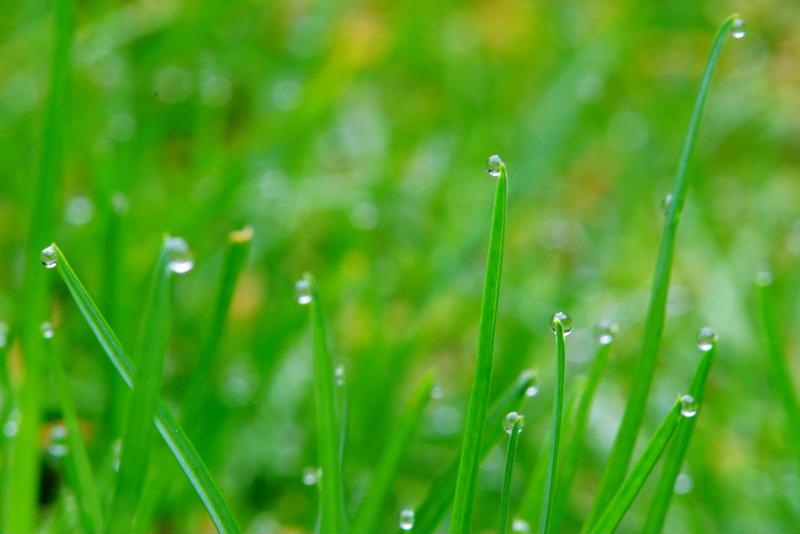 Maintaining a beautiful lawn starts with taking care of each blade of grass.