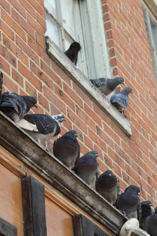 Pest birds can build nests in areas that damage your building.