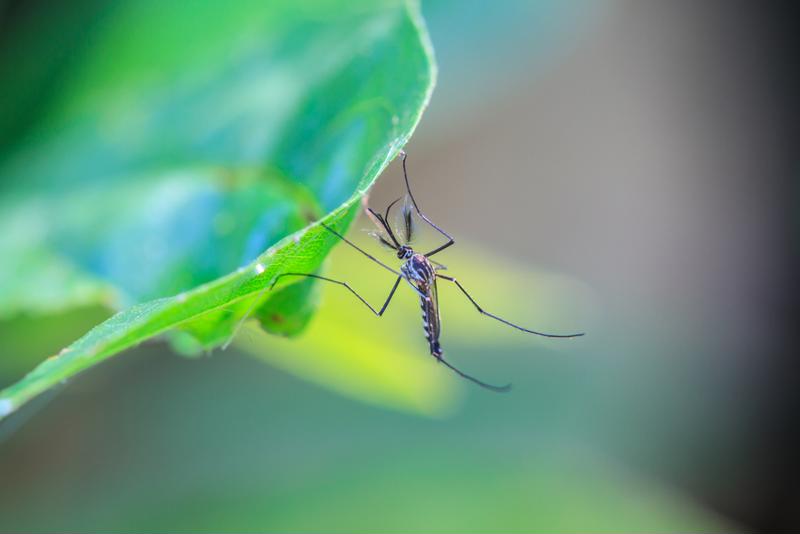 Any mosquito could be harboring potentially debilitating viruses.
