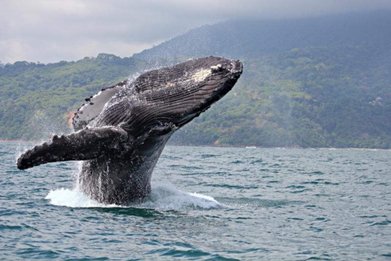 Nothing is more inspiring than seeing a humpback whale in the wild. 