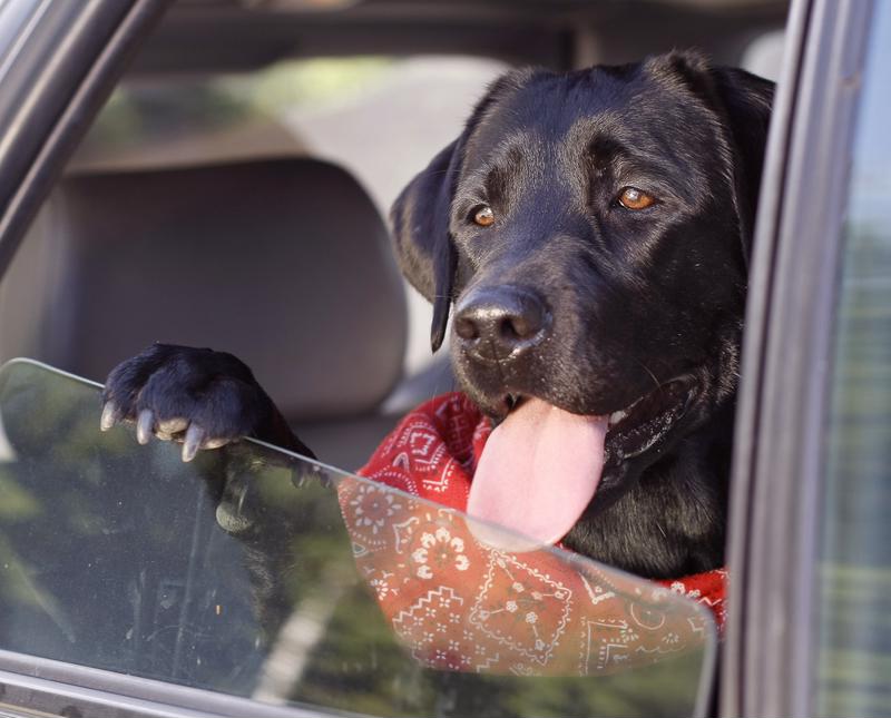Some pets will handle travel fine - others, not so much. 