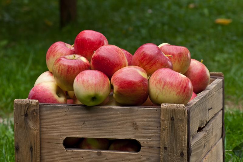 What do apples and economic health have in common?
