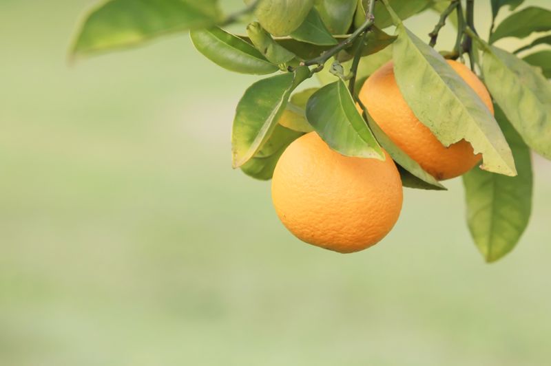 Florida and California account for the vast majority of the United States' orange crop each year.