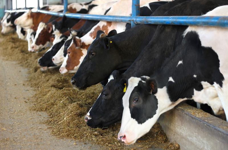 Cows on farm.