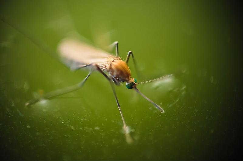 Vaccination for West Nile, EEE and WEE should be completed before mosquito season.