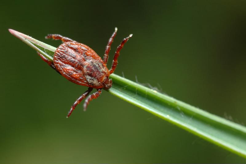 Ticks can cause health issues in horses - here's how to keep your animals safe. 
