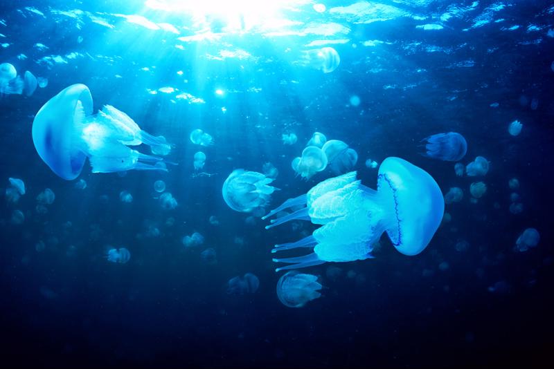 If someone spots a jellyfish, get out of the water immediately.
