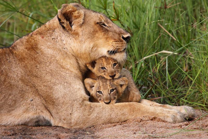 Lion and cubs
