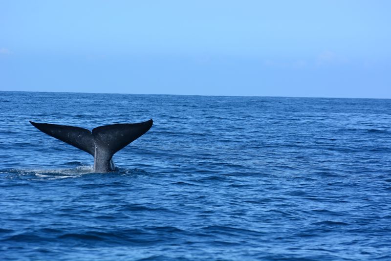 The right whale is an endangered species, with only 350 believed to be remaining in the world.