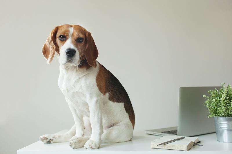 A pet-welcome policy can boost morale and productivity in the workplace. 