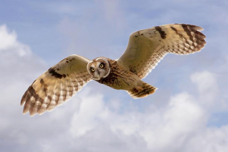 The pueo is known as the Hawaiian owl, and is a bird that's etched into Hawaiian history and culture. 