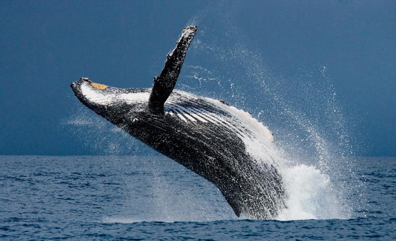 Nothing is more breathtaking than seeing a Humpback whale in the wild! 