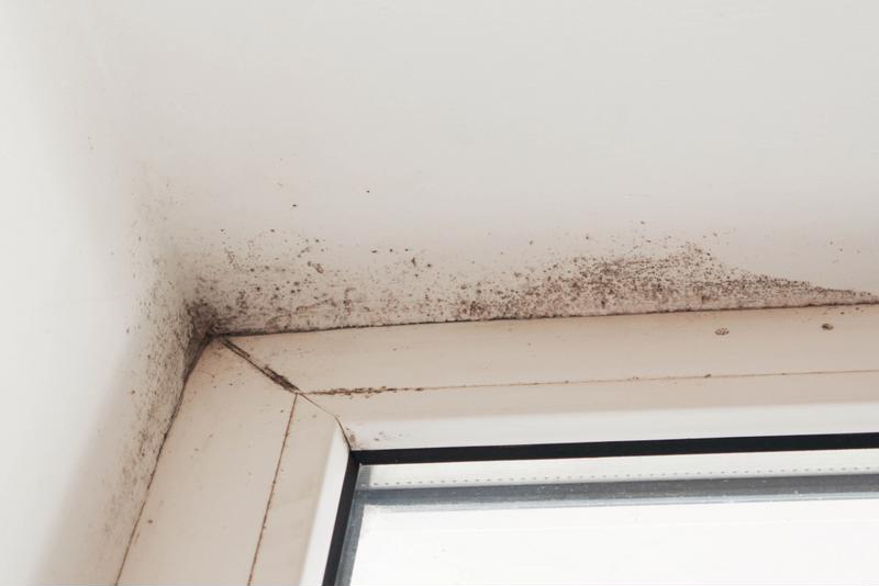 Unchecked moisture or dampness can lead to dangerous mold infestations.