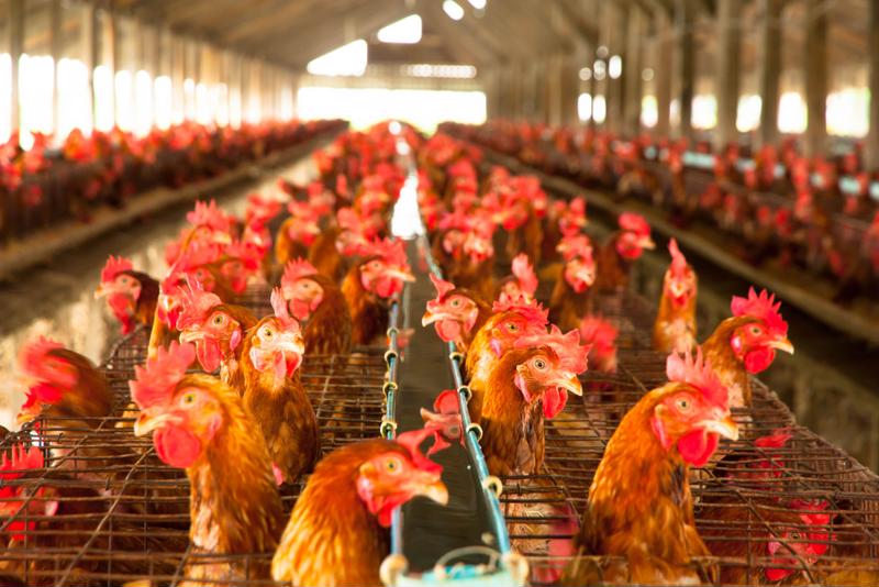 Farmers have culled hens by the millions due the Avian flu.