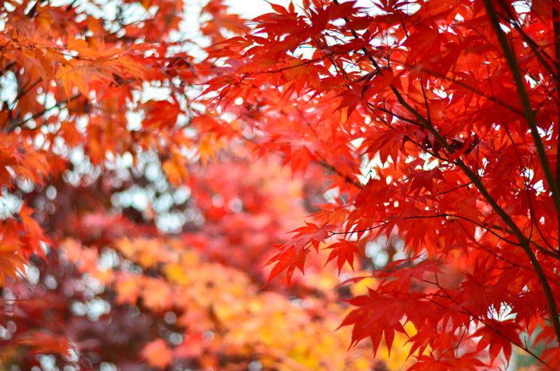 Red maples are just some of the beautiful trees found in Algonquin.