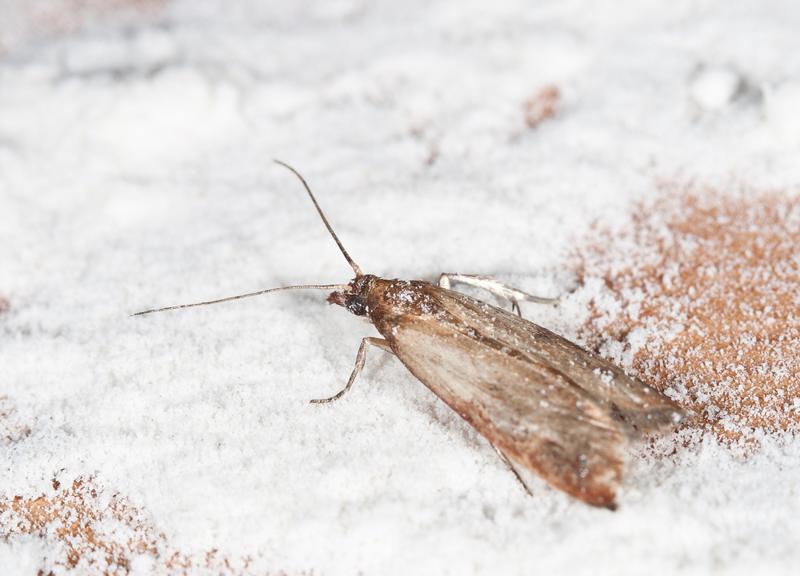 flour moth