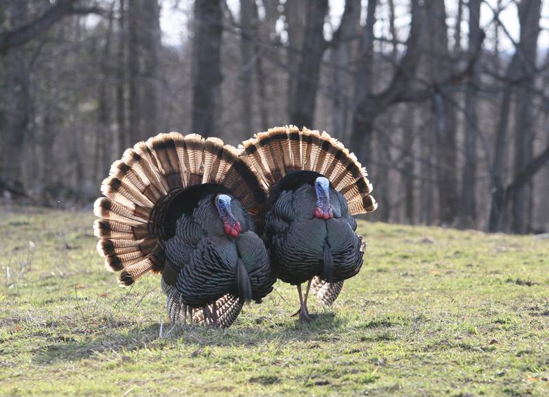 Lucky enough to get two turkeys this season? Enjoy one now and save the other for later.