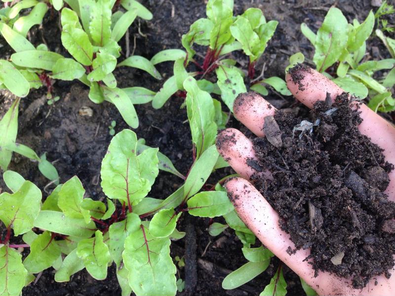 Make sure your soil has dried out before you start planting.