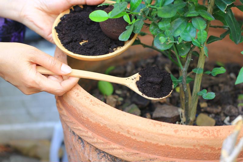 Coffee grounds can be used as a fertilizer for some plants.