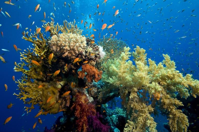 Coral reefs and fishes underwater. 